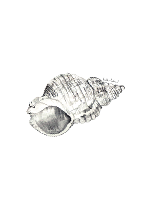 Curly Shell