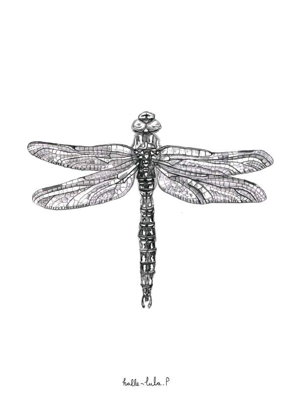 Dragonfly