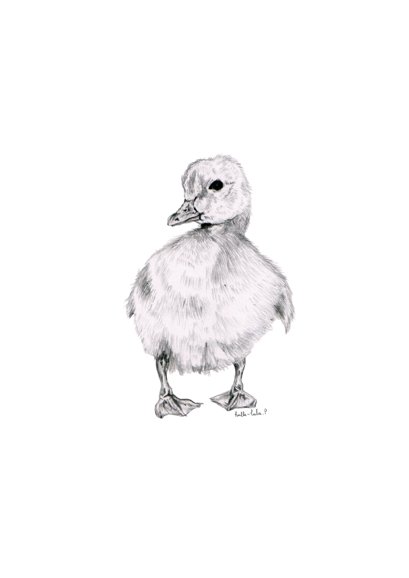 Duckling Sketch