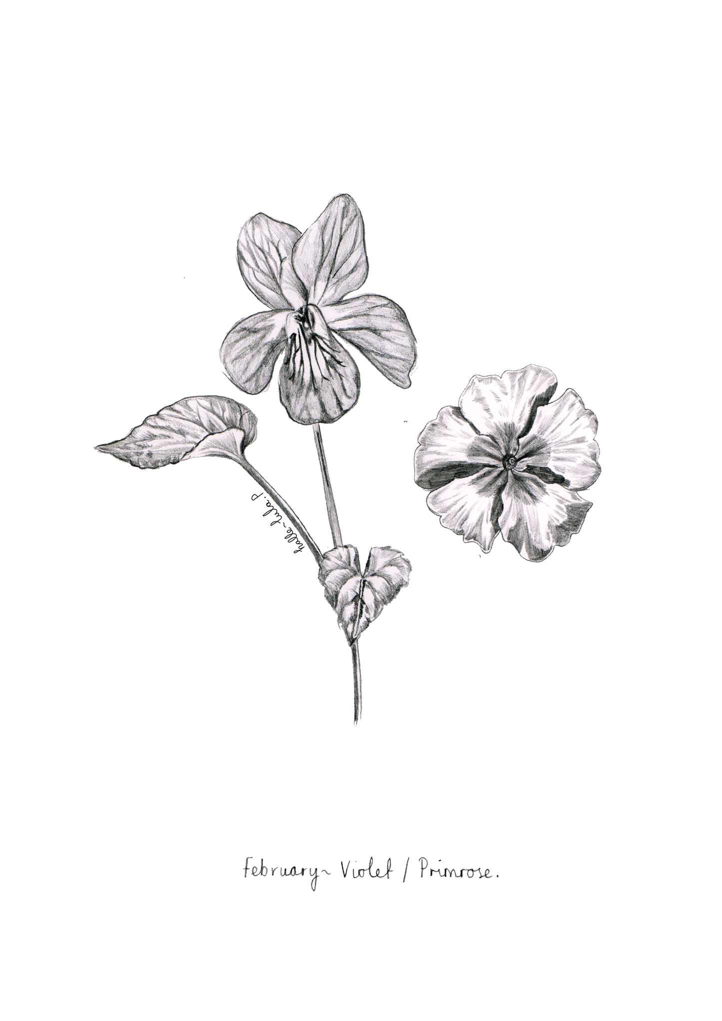 February Birth Flower