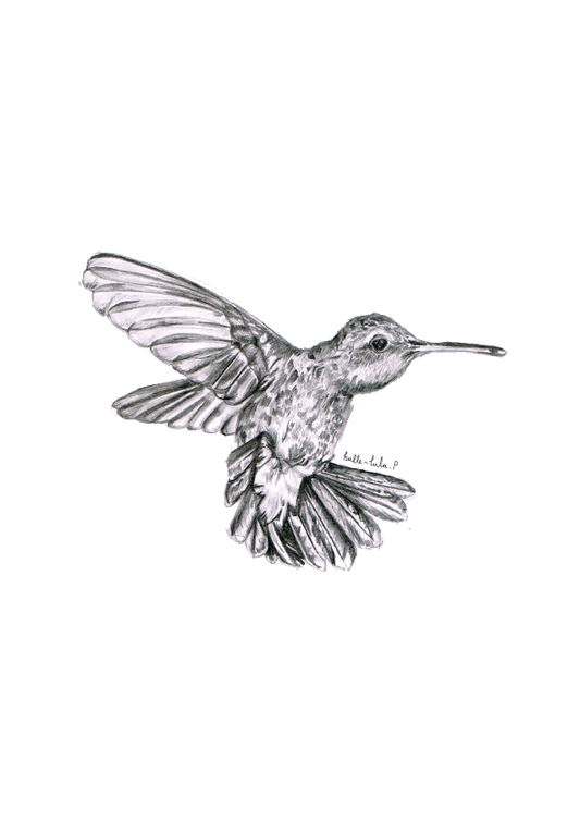 Hummingbird Sketch