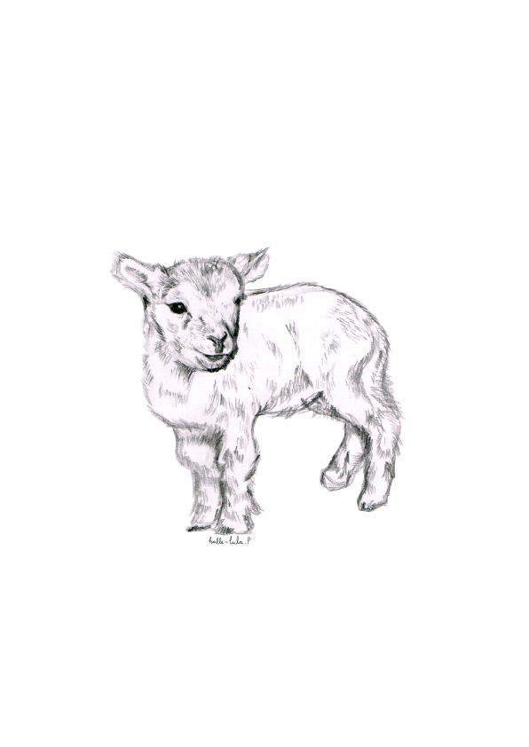 Lamb
