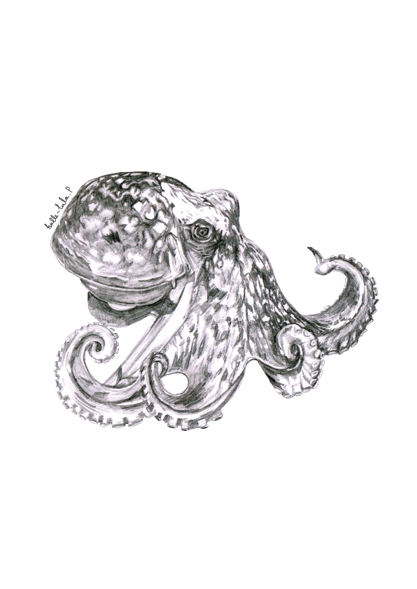 Octopus
