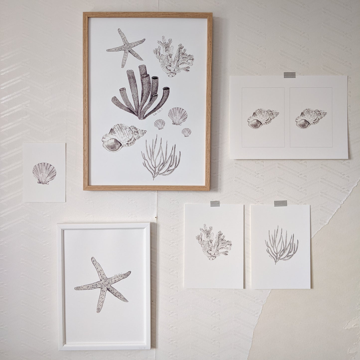 Coral No3