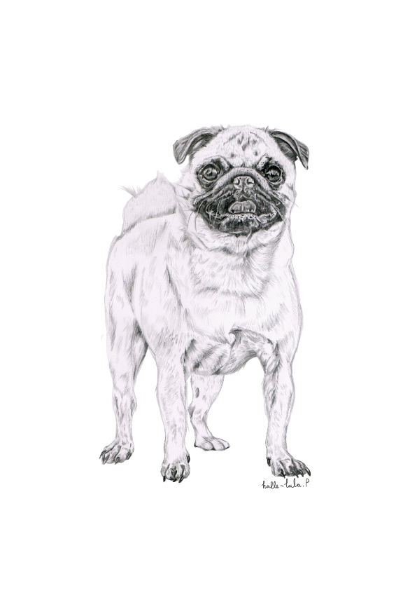 Pug Sketch