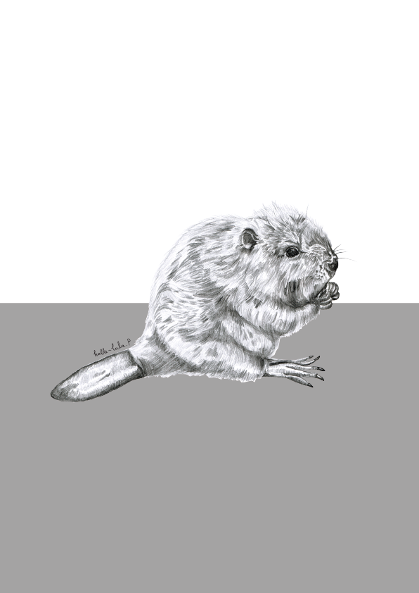 Woodland Beaver Print