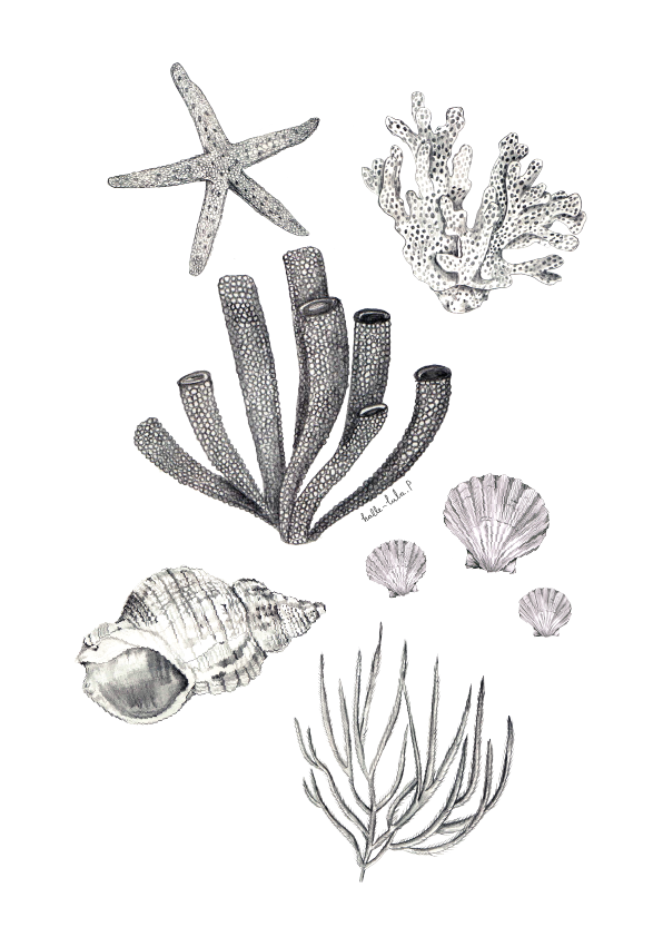 Under The Sea Corals + Shells Poster