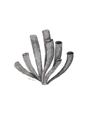 Coral No2