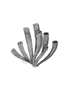 Coral No2