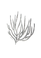 Coral No3