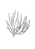 Coral No3