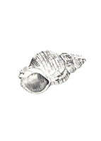 Curly Shell