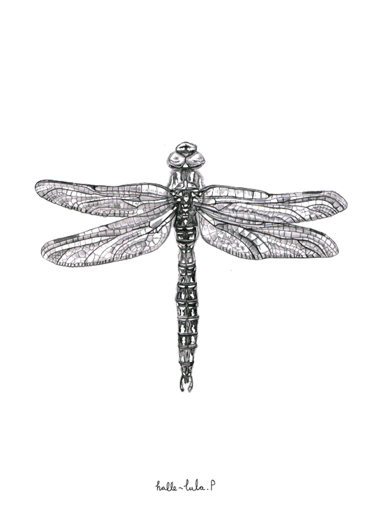 Dragonfly
