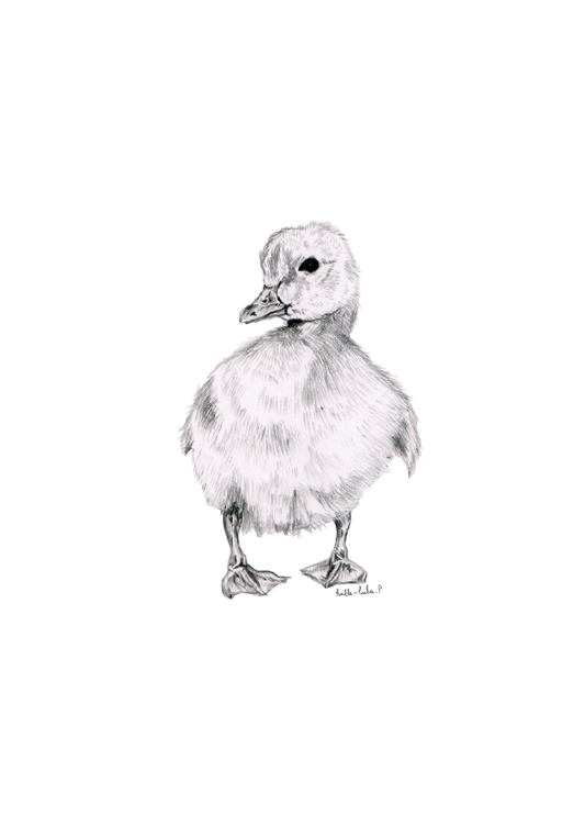 Duckling Sketch