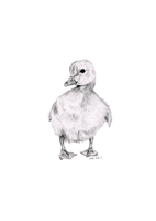 Duckling Sketch