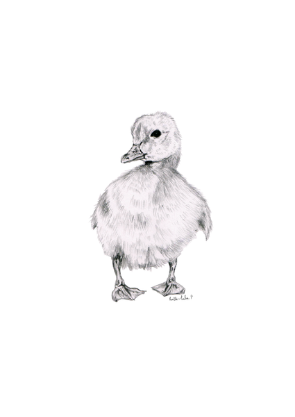 Duckling Sketch