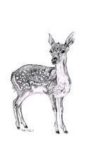 Fawn Sketch