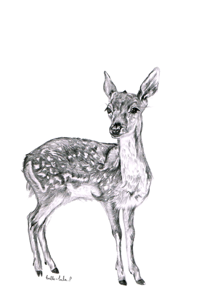 Fawn Sketch