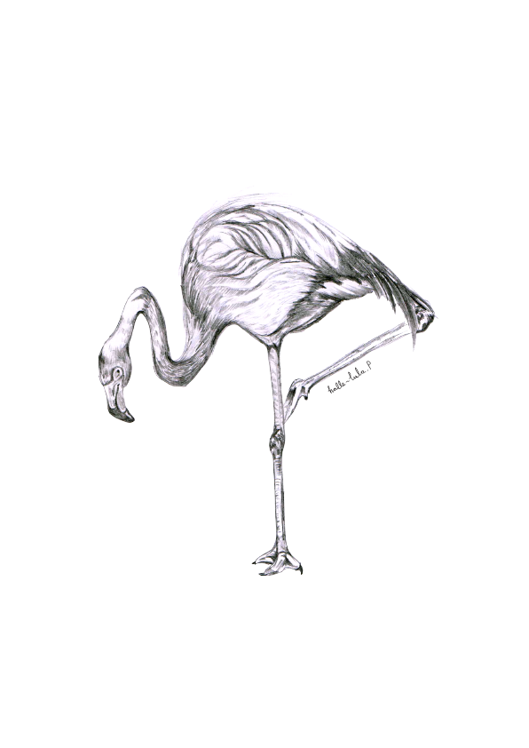 Flamingo Sketch