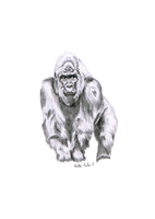 Gorilla