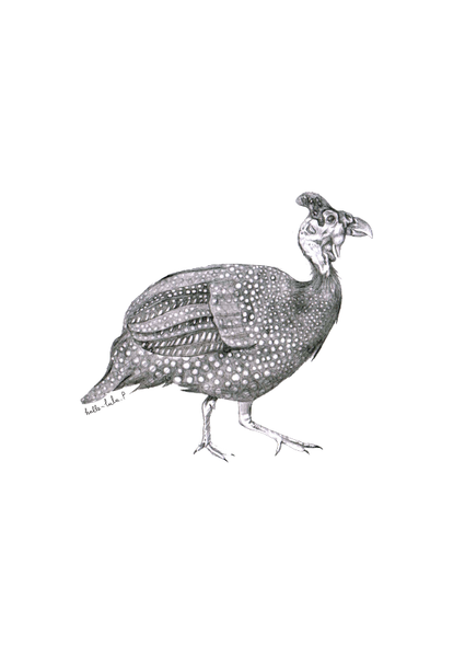 Guinea Fowl Sketch