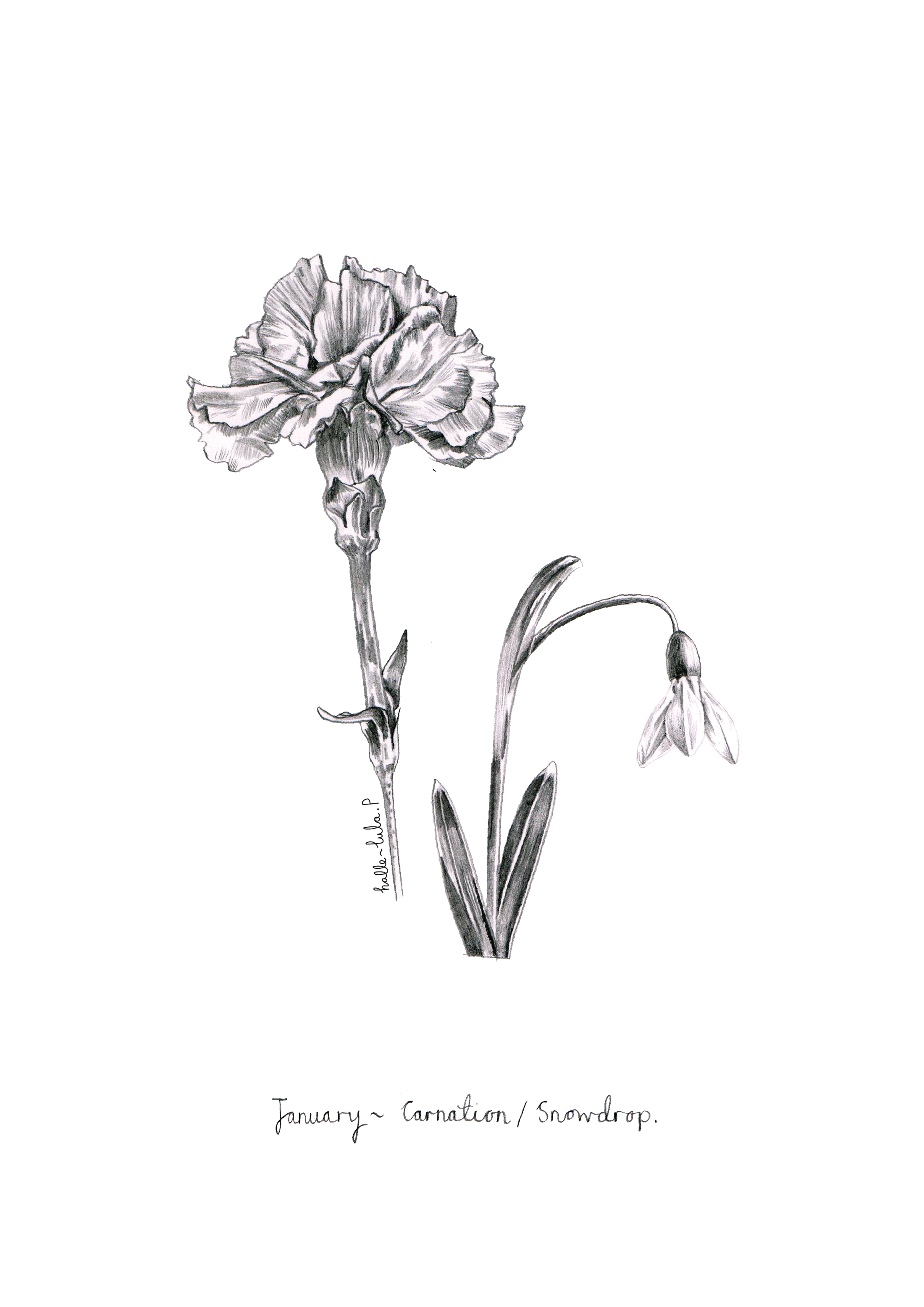 January Birth Flower Hallelula Prints