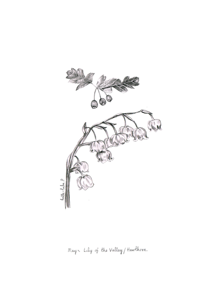 May Birth Flower