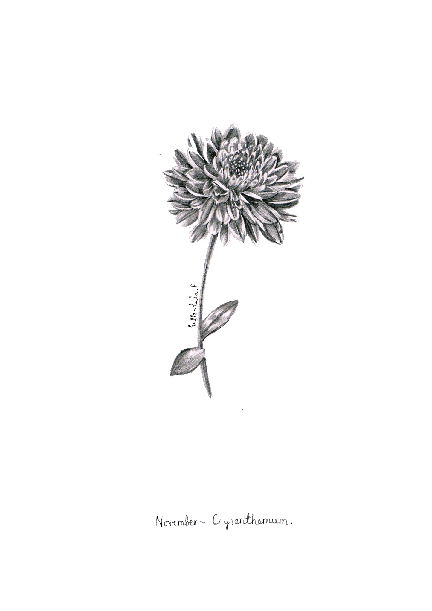 November flower deals
