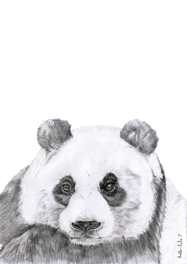 Panda Sketch