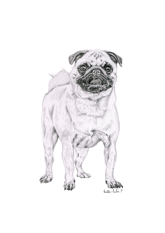 Pug Sketch