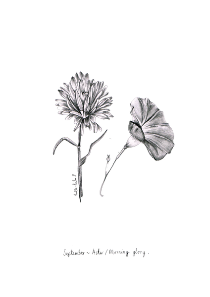 September Birth Flower