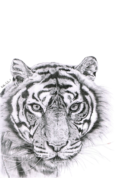 Tiger Eyes Drawing White Tiger By Sundanceandstar D5clv4k - Angry Tiger  Face Png Transparent PNG - 900x900 - Free Download on NicePNG
