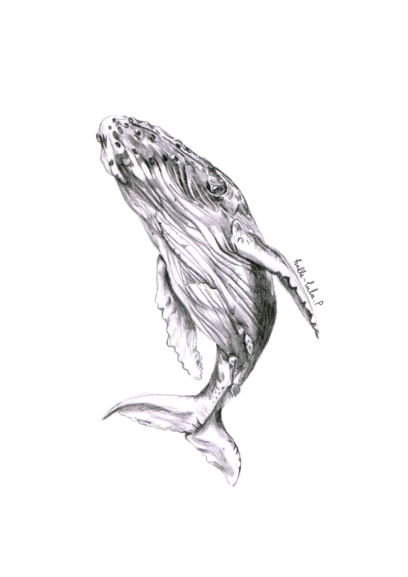 Whale
