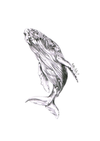 Whale